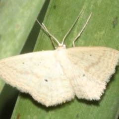 Scopula perlata (Cream Wave) at Guerilla Bay, NSW - 15 Mar 2019 by jb2602