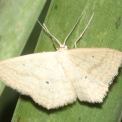 Scopula perlata (Cream Wave) at Guerilla Bay, NSW - 15 Mar 2019 by jbromilow50