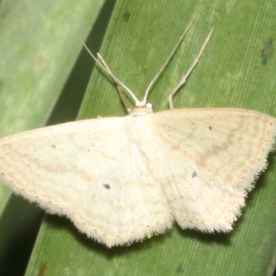 Scopula perlata (Cream Wave) at Guerilla Bay, NSW - 15 Mar 2019 by jb2602
