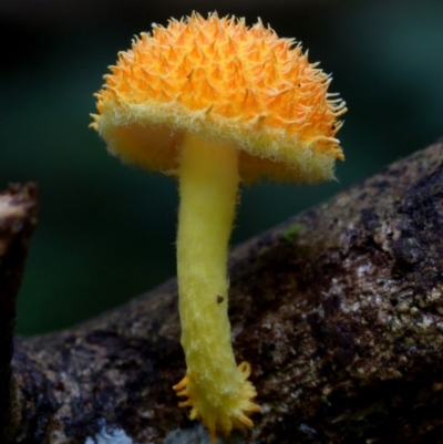 Cyptotrama asprata (Gold Tufts) at Box Cutting Rainforest Walk - 16 Mar 2019 by Teresa