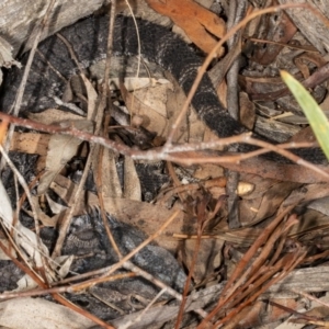 Pogona barbata at Crace, ACT - suppressed