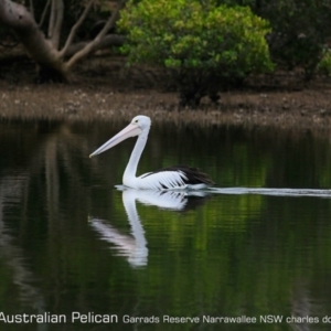 Pelecanus conspicillatus at Garrads Reserve Narrawallee - 15 Mar 2019 12:00 AM