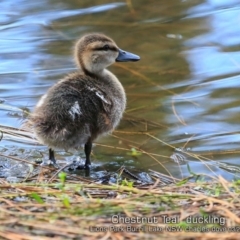 Anas castanea (Chestnut Teal) at Burrill Lake, NSW - 16 Mar 2019 by CharlesDove