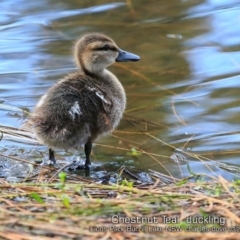 Anas castanea (Chestnut Teal) at Burrill Lake, NSW - 15 Mar 2019 by CharlesDove