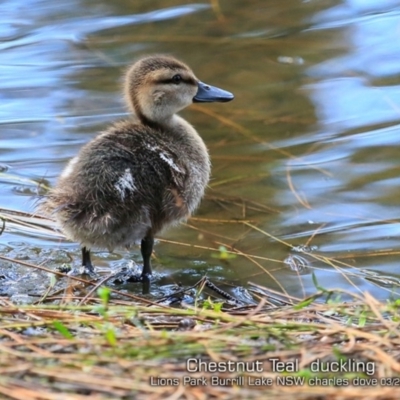 Anas castanea (Chestnut Teal) at Burrill Lake, NSW - 16 Mar 2019 by CharlesDove