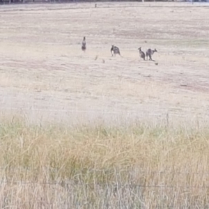 Macropus giganteus at Macgregor, ACT - 14 Mar 2019