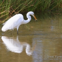 Ardea alba (Great Egret) at Burrill Lake, NSW - 16 Mar 2019 by CharlesDove