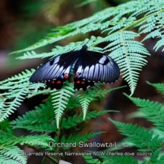 Papilio aegeus (Orchard Swallowtail, Large Citrus Butterfly) at Narrawallee, NSW - 15 Mar 2019 by CharlesDove