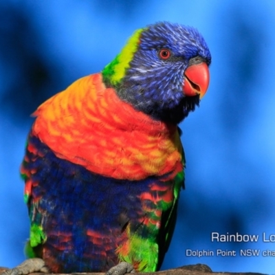 Trichoglossus moluccanus (Rainbow Lorikeet) at Burrill Lake, NSW - 16 Mar 2019 by CharlesDove