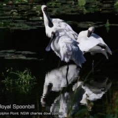 Platalea regia (Royal Spoonbill) at Burrill Lake, NSW - 16 Mar 2019 by CharlesDove