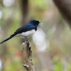 Myiagra cyanoleuca (Satin Flycatcher) at Ulladulla, NSW - 14 Mar 2019 by CharlesDove