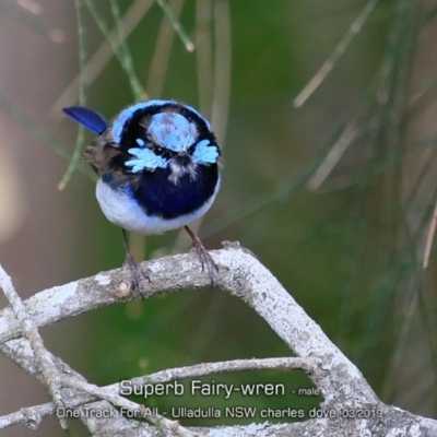 Malurus cyaneus (Superb Fairywren) at Ulladulla, NSW - 13 Mar 2019 by CharlesDove