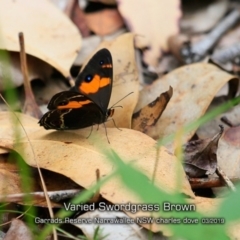 Tisiphone abeona (Varied Sword-grass Brown) at Garrads Reserve Narrawallee - 15 Mar 2019 by CharlesDove