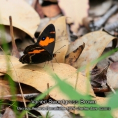 Tisiphone abeona (Varied Sword-grass Brown) at Garrads Reserve Narrawallee - 14 Mar 2019 by Charles Dove