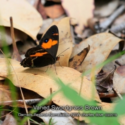 Tisiphone abeona (Varied Sword-grass Brown) at Garrads Reserve Narrawallee - 14 Mar 2019 by Charles Dove