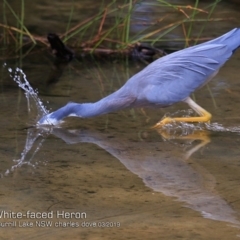 Egretta novaehollandiae (White-faced Heron) at Burrill Lake, NSW - 16 Mar 2019 by CharlesDove