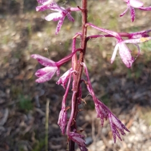 Dipodium punctatum at Yarralumla, ACT - suppressed