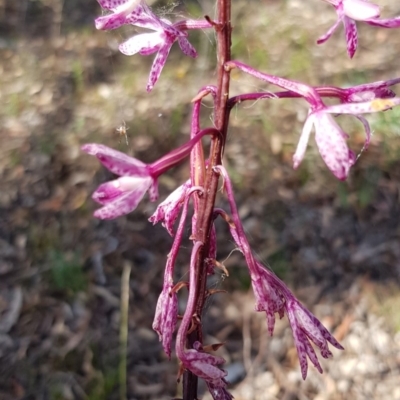 Dipodium punctatum (Blotched Hyacinth Orchid) at Stirling Park - 1 Jan 2019 by jpittock