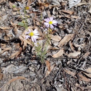 Brachyscome rigidula at Yarralumla, ACT - 10 Feb 2019 12:00 AM