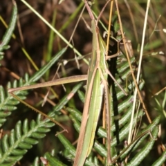 Acrida conica (Giant green slantface) at Guerilla Bay, NSW - 15 Mar 2019 by jb2602