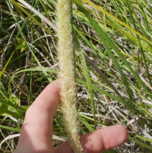 Cenchrus macrourus at Uriarra Village, ACT - 18 Mar 2019