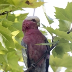 Eolophus roseicapilla (Galah) at Lake Ginninderra - 12 Mar 2019 by Alison Milton