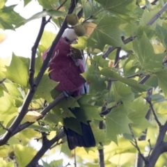 Eolophus roseicapilla at Belconnen, ACT - 12 Mar 2019 03:37 PM