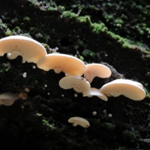 Panellus pusillus at Kianga, NSW - 31 Jan 2019 12:00 AM