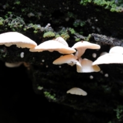 Panellus pusillus at Kianga, NSW - 31 Jan 2019 12:00 AM