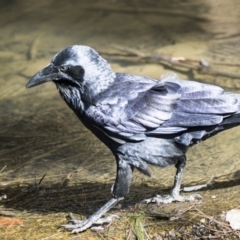 Corvus coronoides (Australian Raven) at Lake Ginninderra - 12 Mar 2019 by Alison Milton