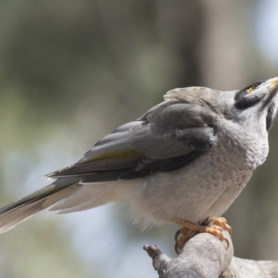 Manorina melanocephala (Noisy Miner) at Lake Ginninderra - 12 Mar 2019 by Alison Milton