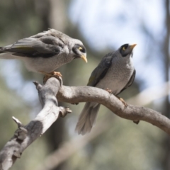 Manorina melanocephala at Belconnen, ACT - 12 Mar 2019