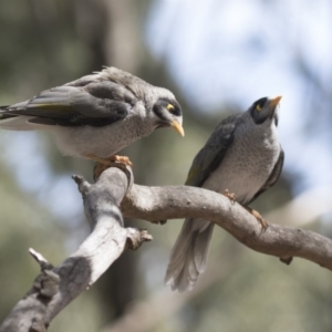 Manorina melanocephala at Belconnen, ACT - 12 Mar 2019