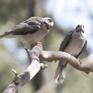 Manorina melanocephala at Belconnen, ACT - 12 Mar 2019