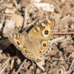 Junonia villida (Meadow Argus) at Belconnen, ACT - 12 Mar 2019 by AlisonMilton