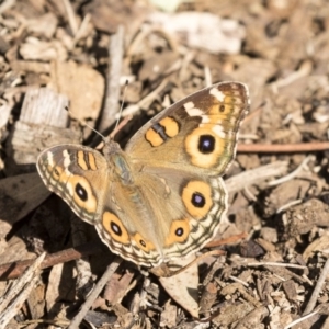 Junonia villida at Belconnen, ACT - 12 Mar 2019 02:28 PM