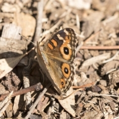 Junonia villida at Belconnen, ACT - 12 Mar 2019