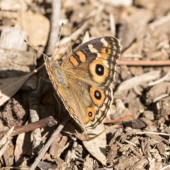 Junonia villida at Belconnen, ACT - 12 Mar 2019 02:28 PM