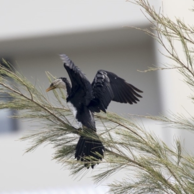 Microcarbo melanoleucos (Little Pied Cormorant) at Belconnen, ACT - 12 Mar 2019 by Alison Milton