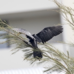 Microcarbo melanoleucos at Belconnen, ACT - 12 Mar 2019 01:45 PM