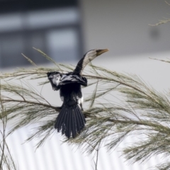 Microcarbo melanoleucos at Belconnen, ACT - 12 Mar 2019 01:45 PM