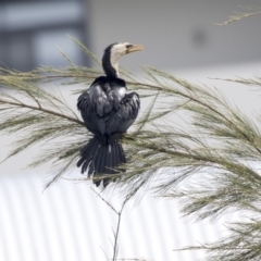 Microcarbo melanoleucos at Belconnen, ACT - 12 Mar 2019