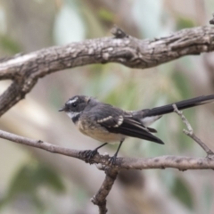 Rhipidura albiscapa (Grey Fantail) at Mount Rogers - 12 Mar 2019 by Alison Milton