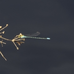 Pseudagrion aureofrons (Gold-fronted Riverdamsel) at Lake Ginninderra - 12 Mar 2019 by AlisonMilton