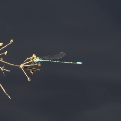 Pseudagrion aureofrons (Gold-fronted Riverdamsel) at Lake Ginninderra - 12 Mar 2019 by AlisonMilton