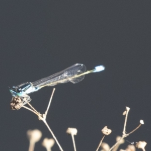 Ischnura heterosticta at Belconnen, ACT - 12 Mar 2019