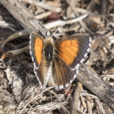 Lucia limbaria (Chequered Copper) at Mount Rogers - 12 Mar 2019 by AlisonMilton