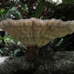 Cymatoderma elegans (Leathery Goblet) at Box Cutting Rainforest Walk - 18 Feb 2019 by Teresa
