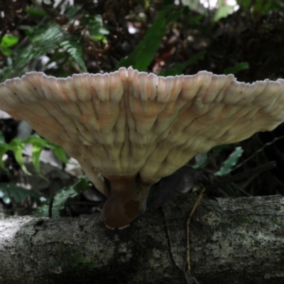 Cymatoderma elegans (Leathery Goblet) at Box Cutting Rainforest Walk - 18 Feb 2019 by Teresa