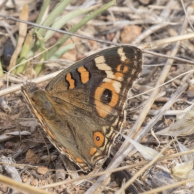 Junonia villida (Meadow Argus) at Flynn, ACT - 12 Mar 2019 by AlisonMilton
